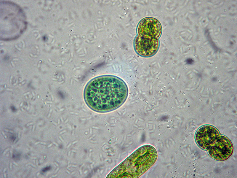 Laghetto Alpe Scaredi